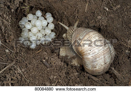 Stock Photography of DEU, 2011: Roman Snail, Escargot Snail.