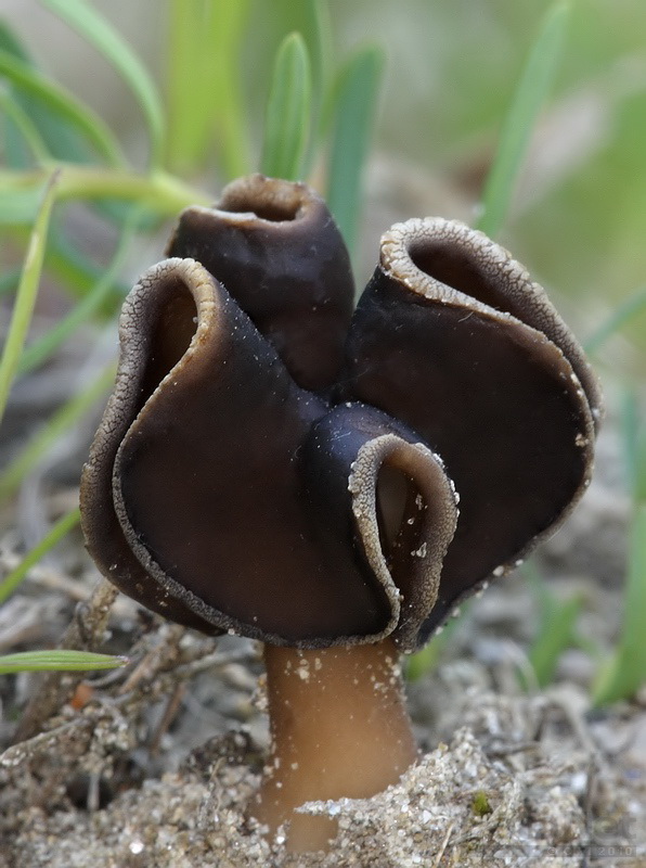 1000+ images about Mushroom Love on Pinterest.