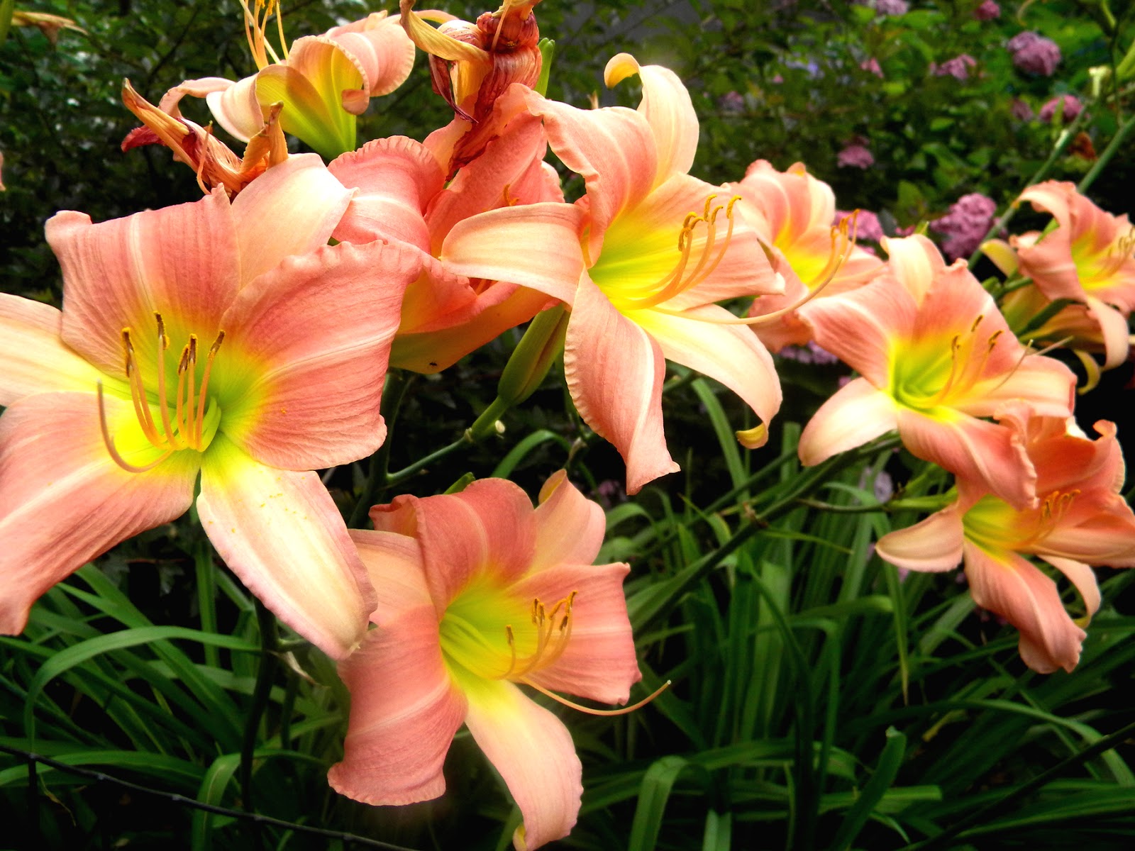 Daylilies Clip Art.