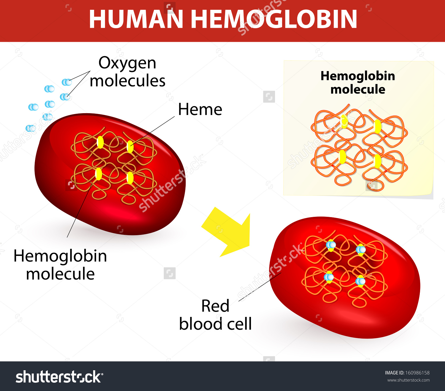 Hemoglobin Clip Art.