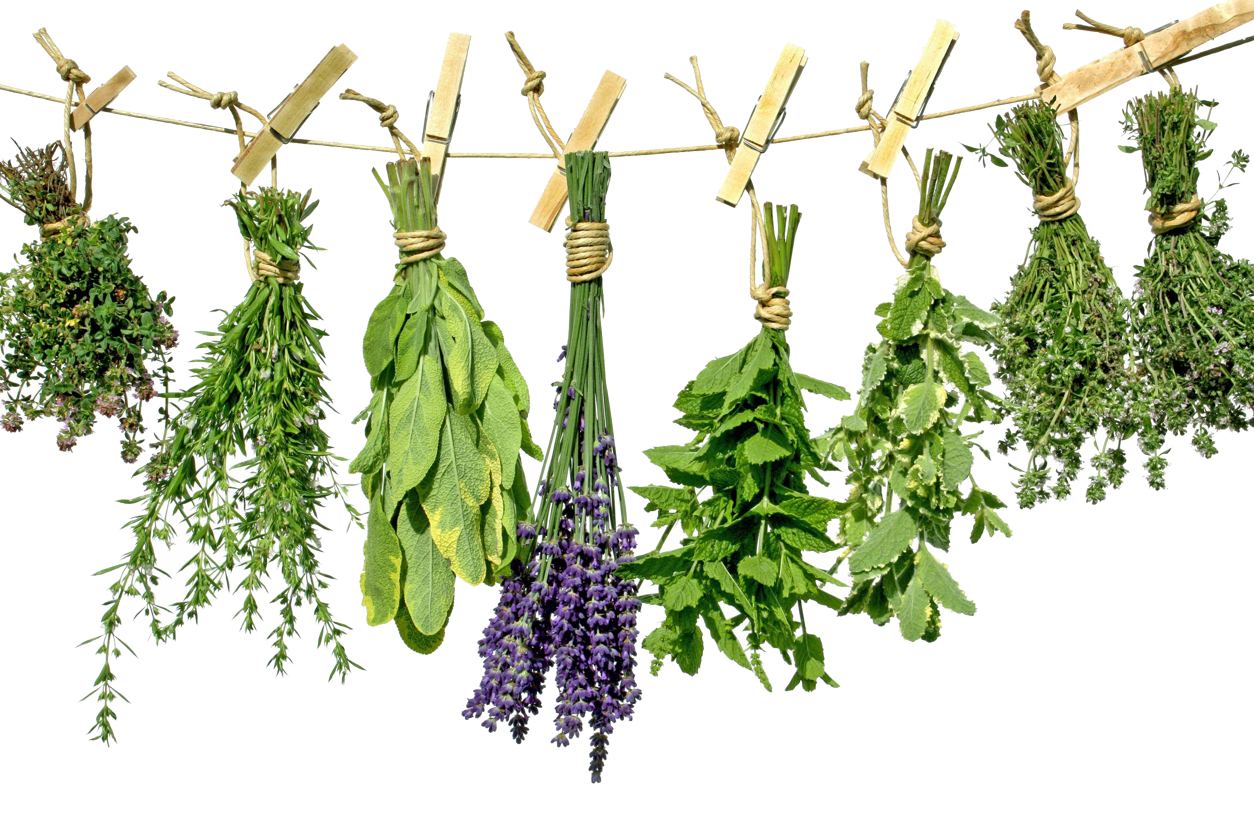 Download Herbs PNG Photo.