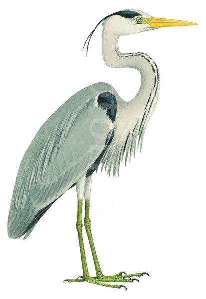 heron illustration.