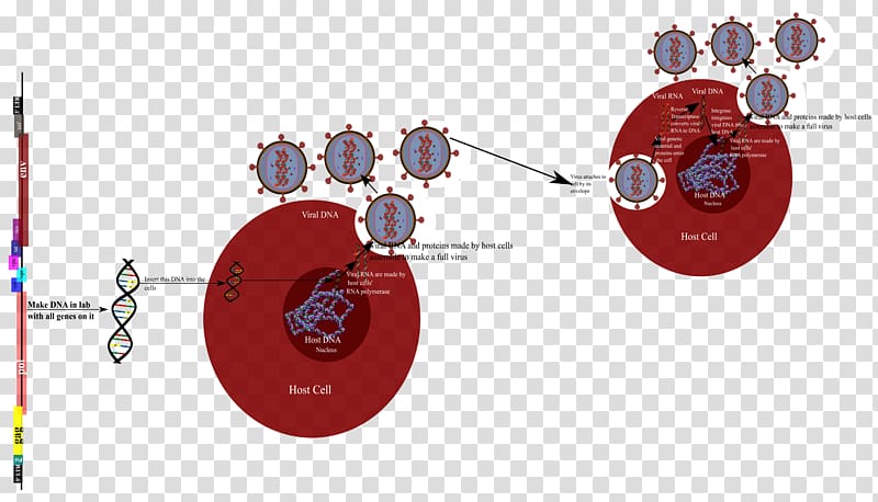 Product design Diagram Graphics Technology, hiv virus.