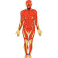 Human anatomy clipart free.