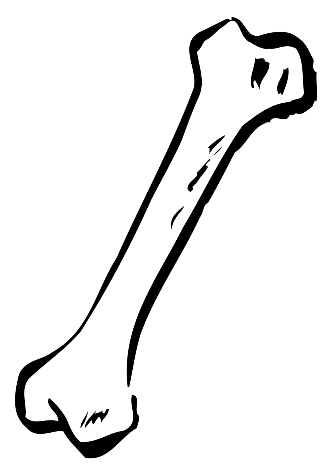 Bone Marrow Clipart.