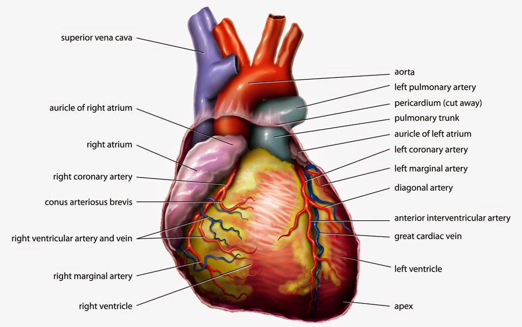 Related Pictures Parts Of The Human Heart Labeled Pictures.