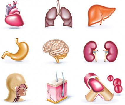 Human Organs Clipart.