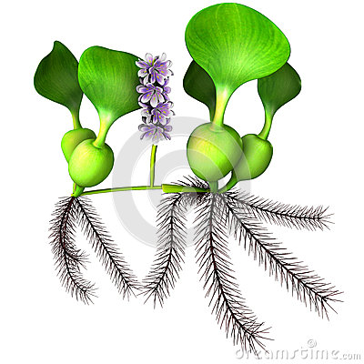 Water Hyacinth Stock Illustrations.