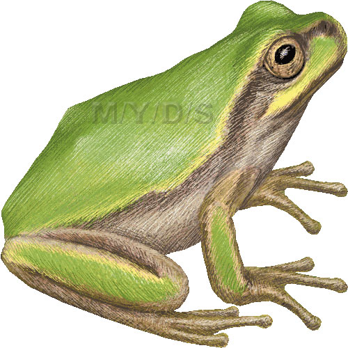 Japanese Tree Frog, Hyla japonica clipart graphics (Free clip art.