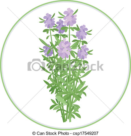 Vector Clipart of Hyssop Bunch.