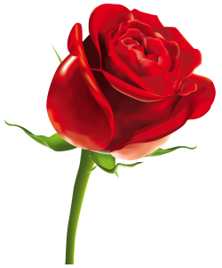 Rose PNG Images.