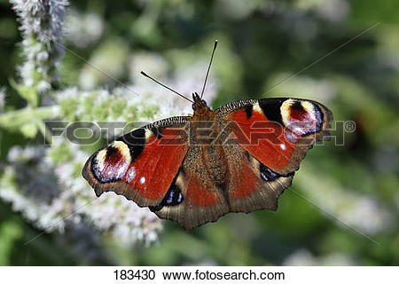 Stock Photography of European Peacock Butterfly (Inachis io.