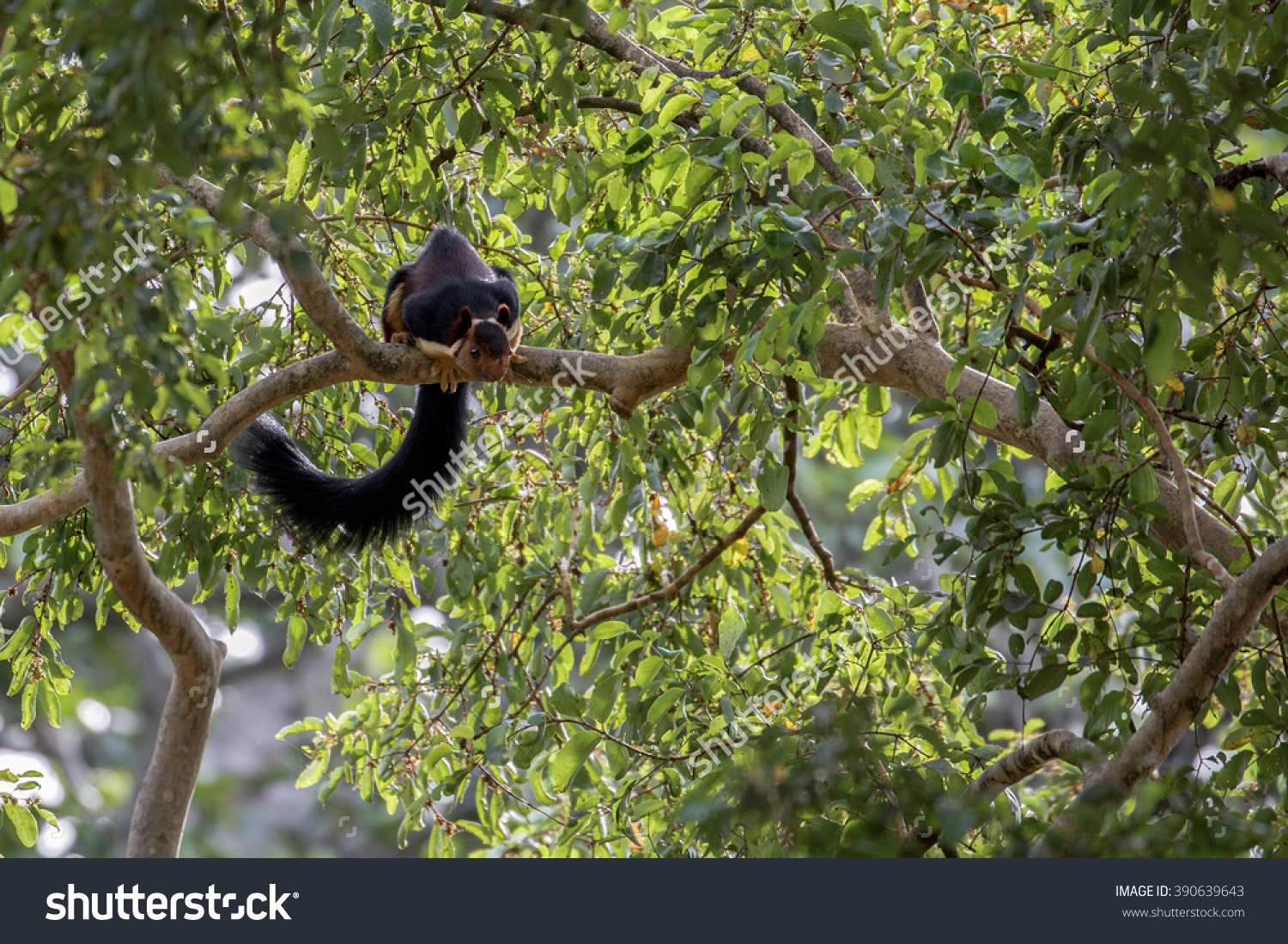 Indian Giant Squirrel Ratufa Indica Sandalwood Stock Photo.