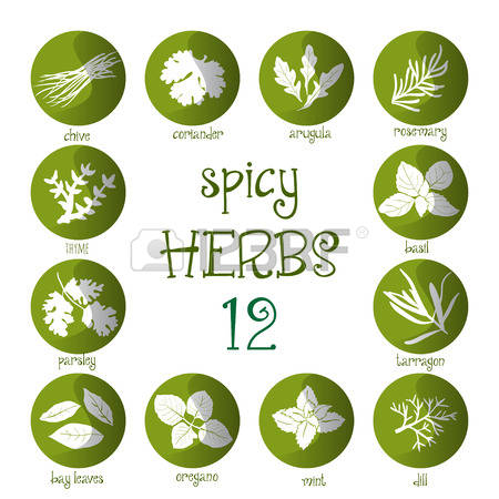 152 Indian Parsley Stock Illustrations, Cliparts And Royalty Free.