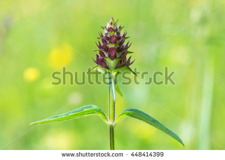 Selfheal Stock Photos, Royalty.