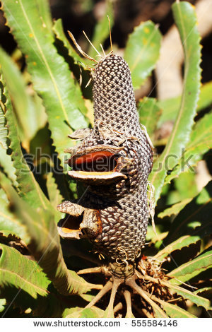 Banksia Stock Photos, Royalty.