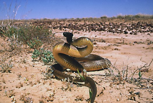 Inland Taipan, Oxyuranus microlepidotus.