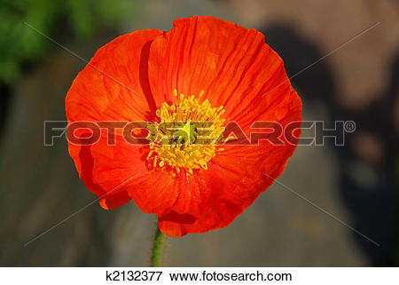 Picture of iceland poppy 01 k2132377.