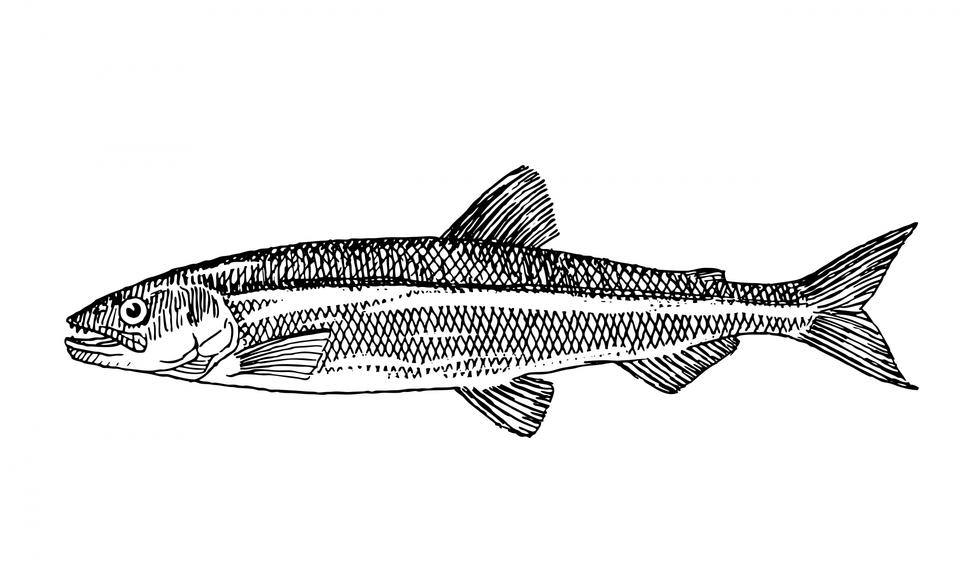 fish clipart images.