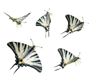 Iphiclides Podalirius Images.