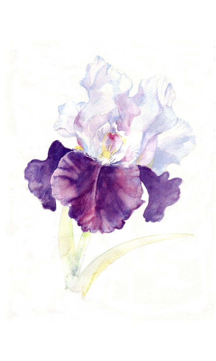 17 Best ideas about Iris Flower Pictures on Pinterest.