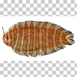 22 Isopods PNG cliparts for free download.