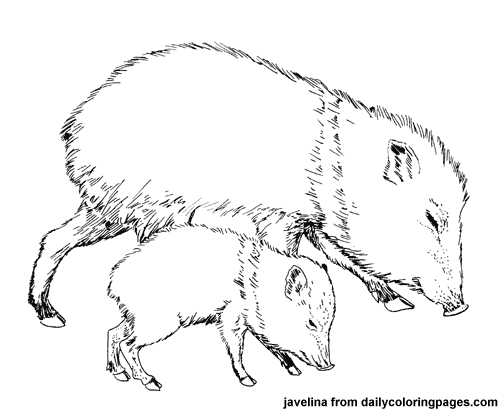 Javelina clipart 1 » Clipart Portal.