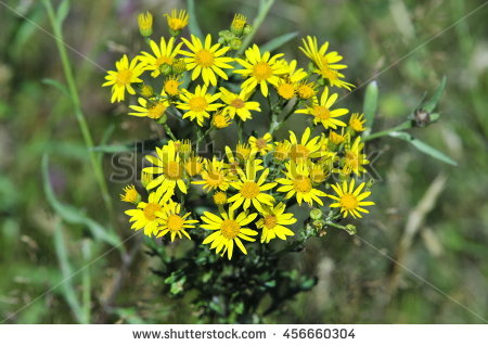 Ragwort Stock Photos, Royalty.