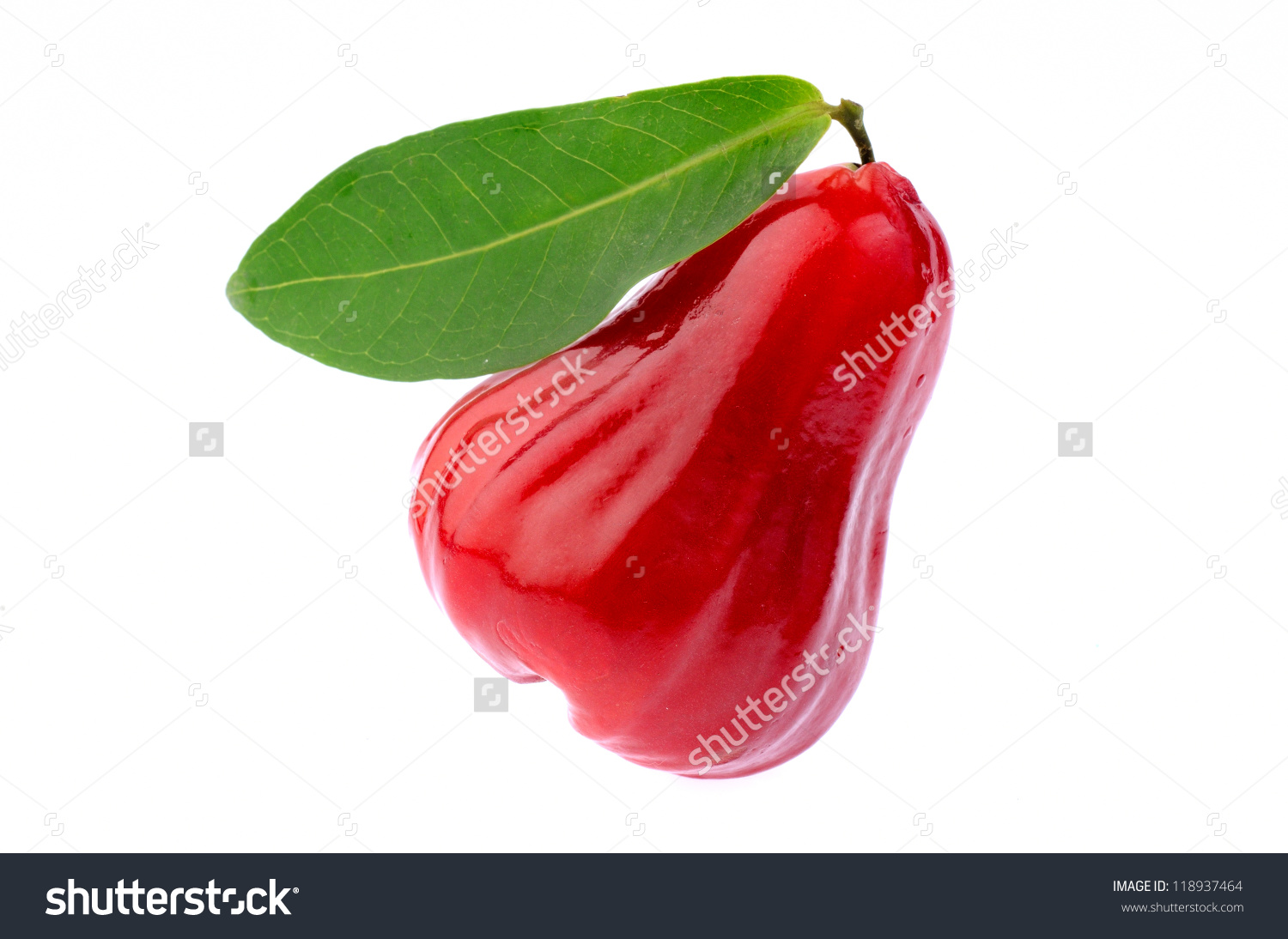 Jambu Clipart.