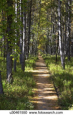 Stock Photography of Path in larch forest, Nikko city, Tochigi.