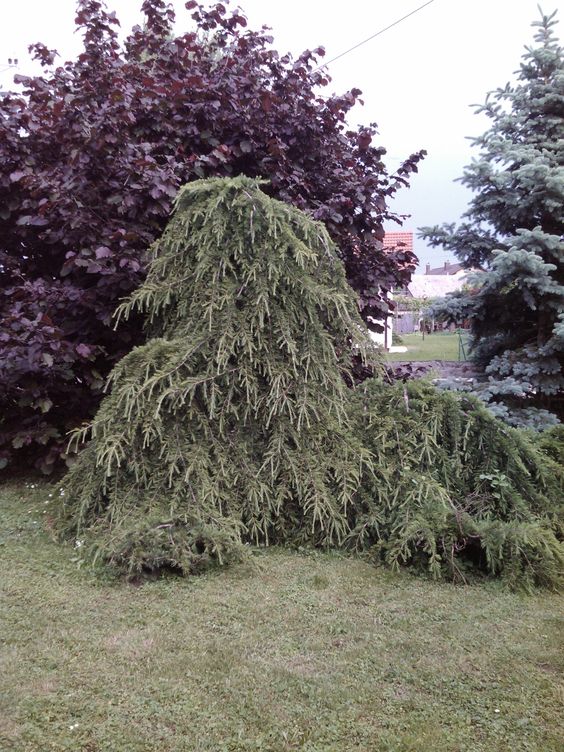 Hazelnut tree, Weeping Japanese larch ( Larix kaempferi 'Pendula.