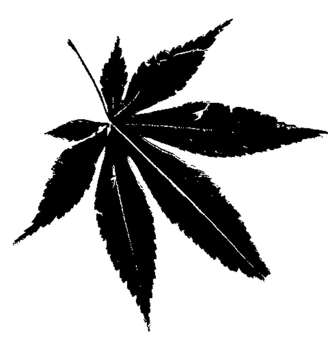 Japanese maple clipart.