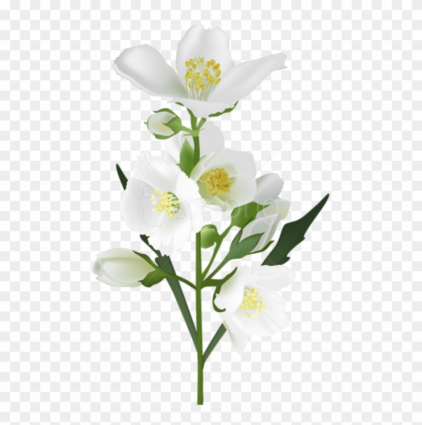 Free Png Download White Flower Png Images Background.