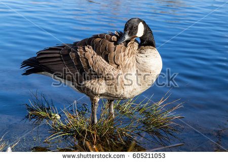 Jericho Stockbilder und Bilder und Vektorgrafiken ohne.