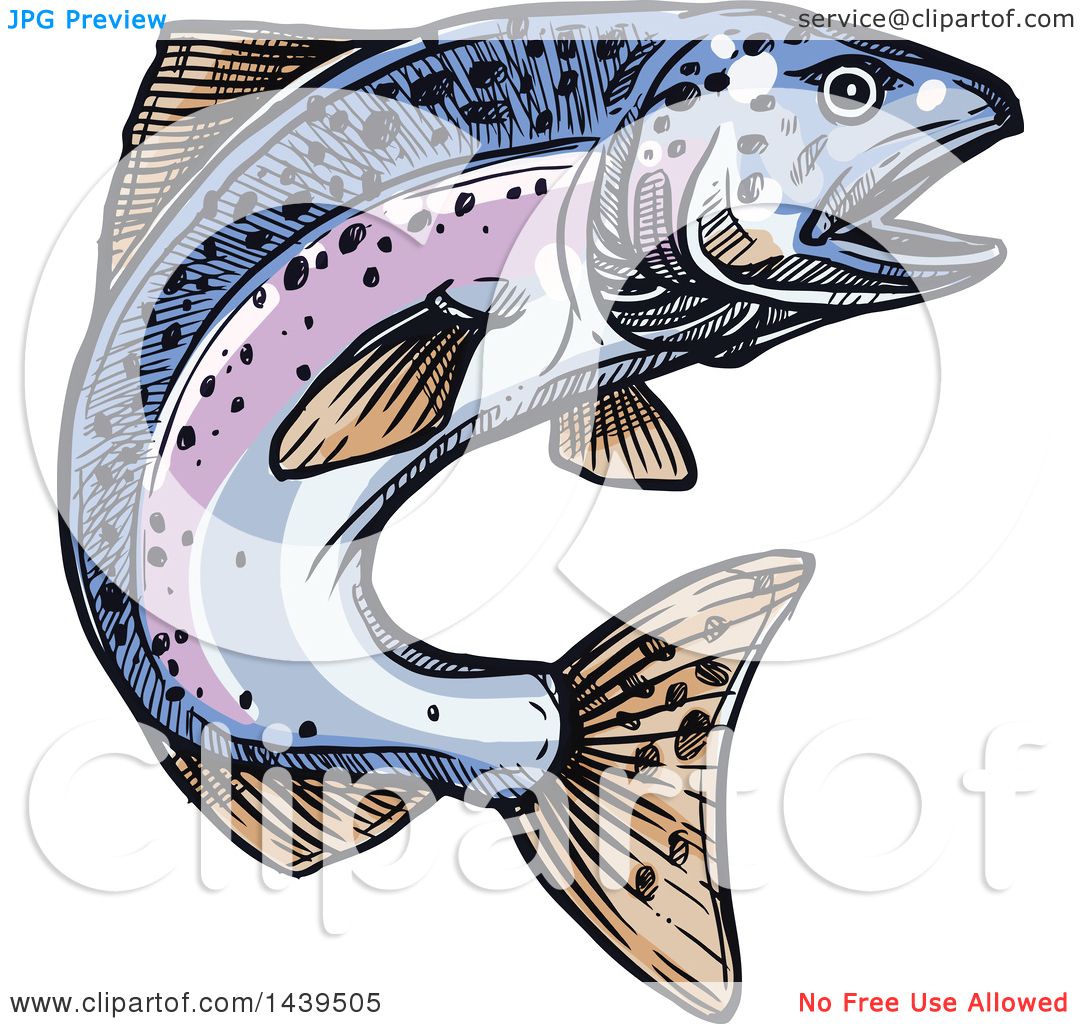 Clipart of a Sketched and Colored Jumping Salmon Fish.