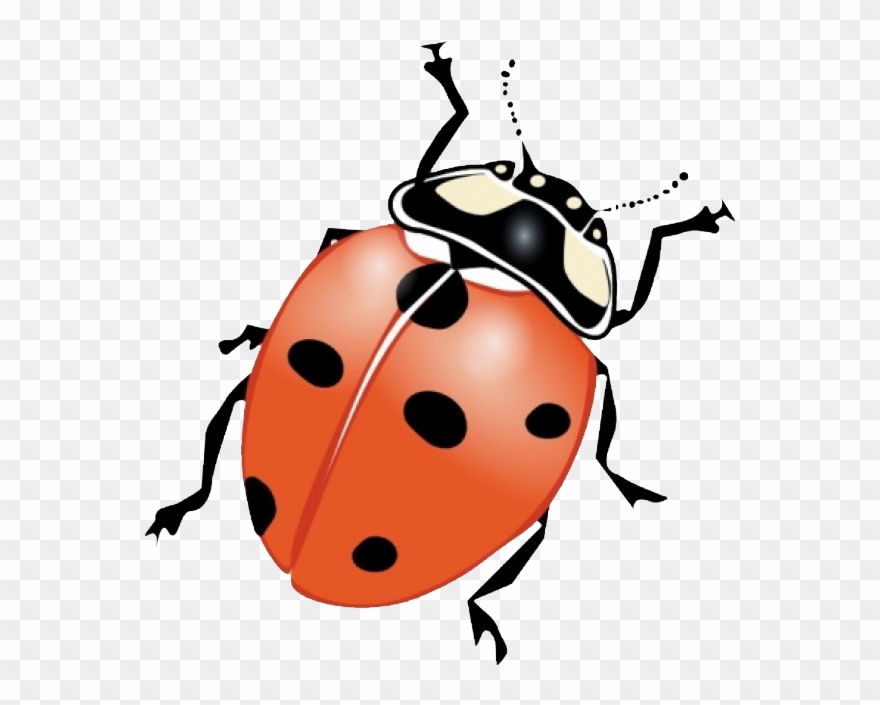 Graphic Freeuse Stock Beetle Clipart June Bug.