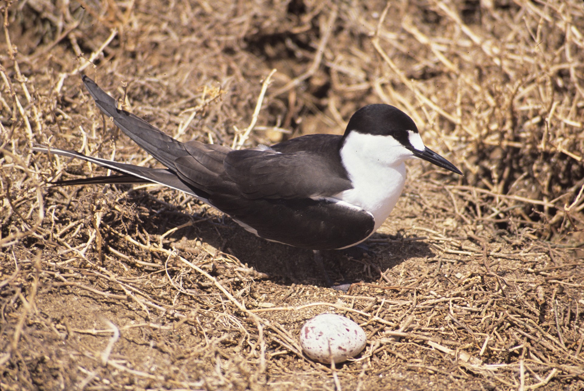 Sooty tern.