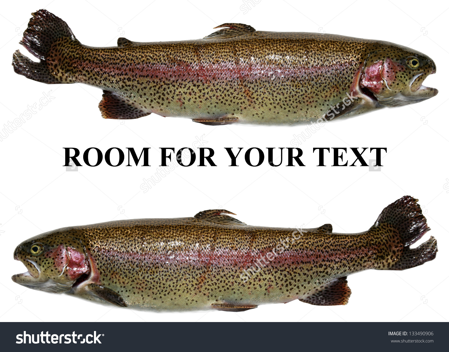 Rainbow Trout Aka Salmon Trout Oncorhynchus Stock Photo 133490906.