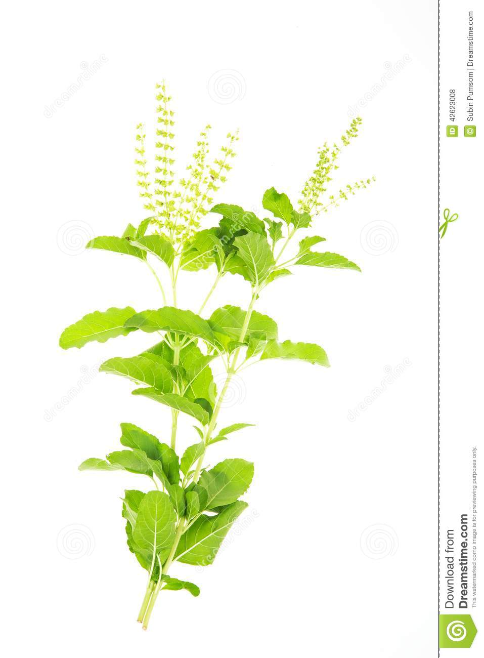 Ocimum Sanctum Stock Photo.