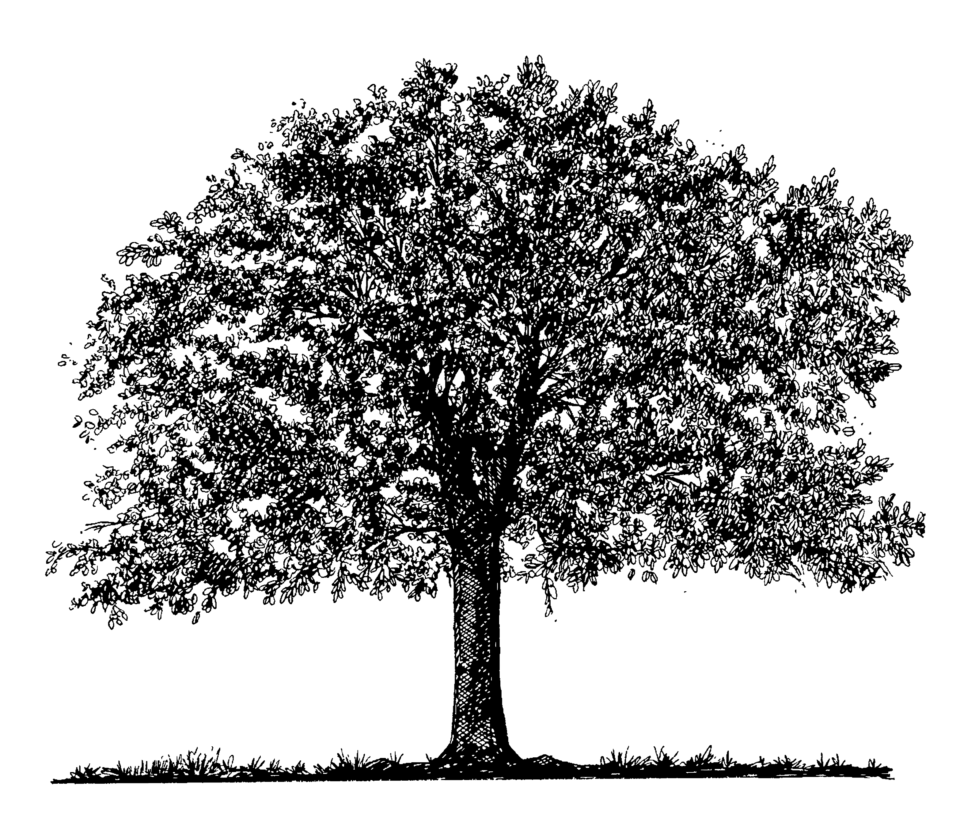 oak tree clip art black white.