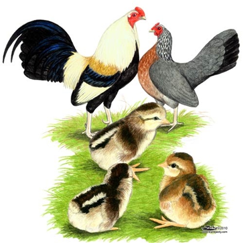 Golden Duckwing Old English Game Bantam Chickens.