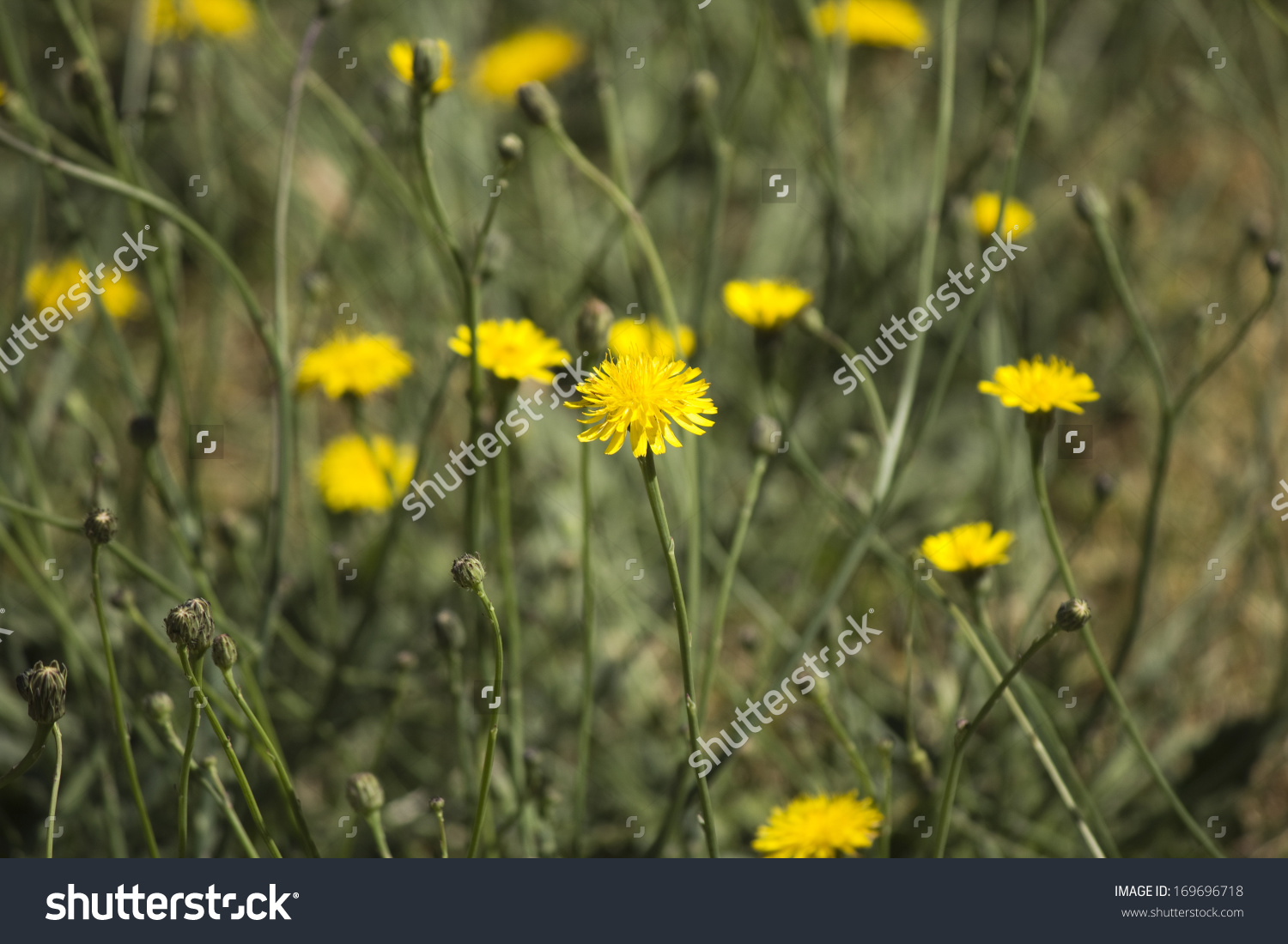 Common Australian Pasture Weed Common Sow Stock Photo 169696718.