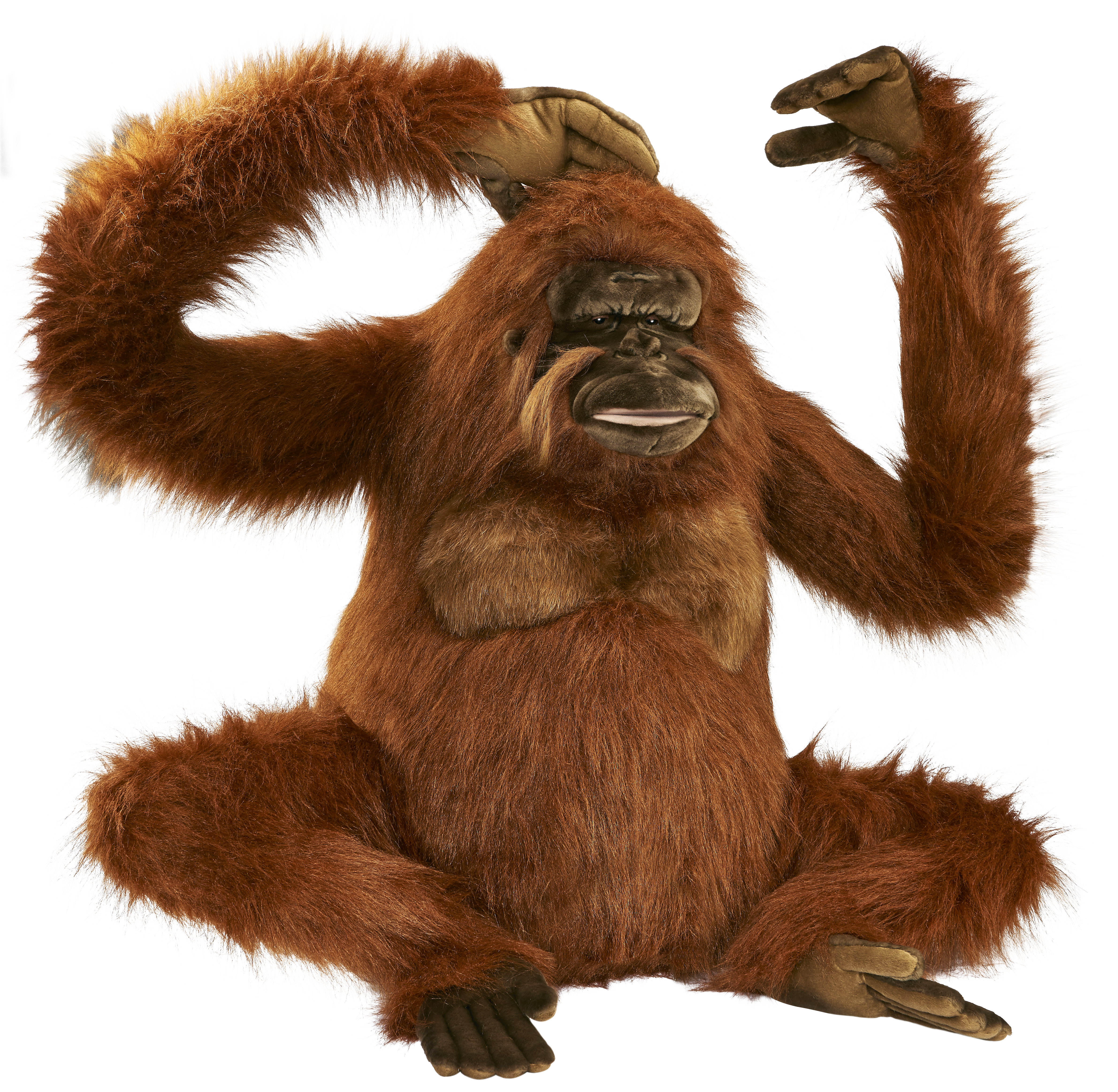 Orangutan PNG images free download.