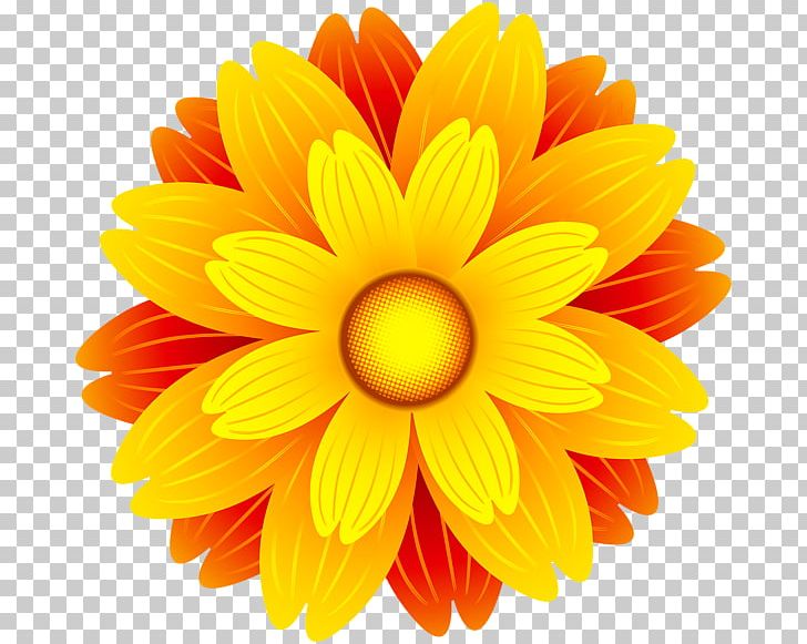 Flower Orange Blossom PNG, Clipart, Chrysanths, Clip Art.