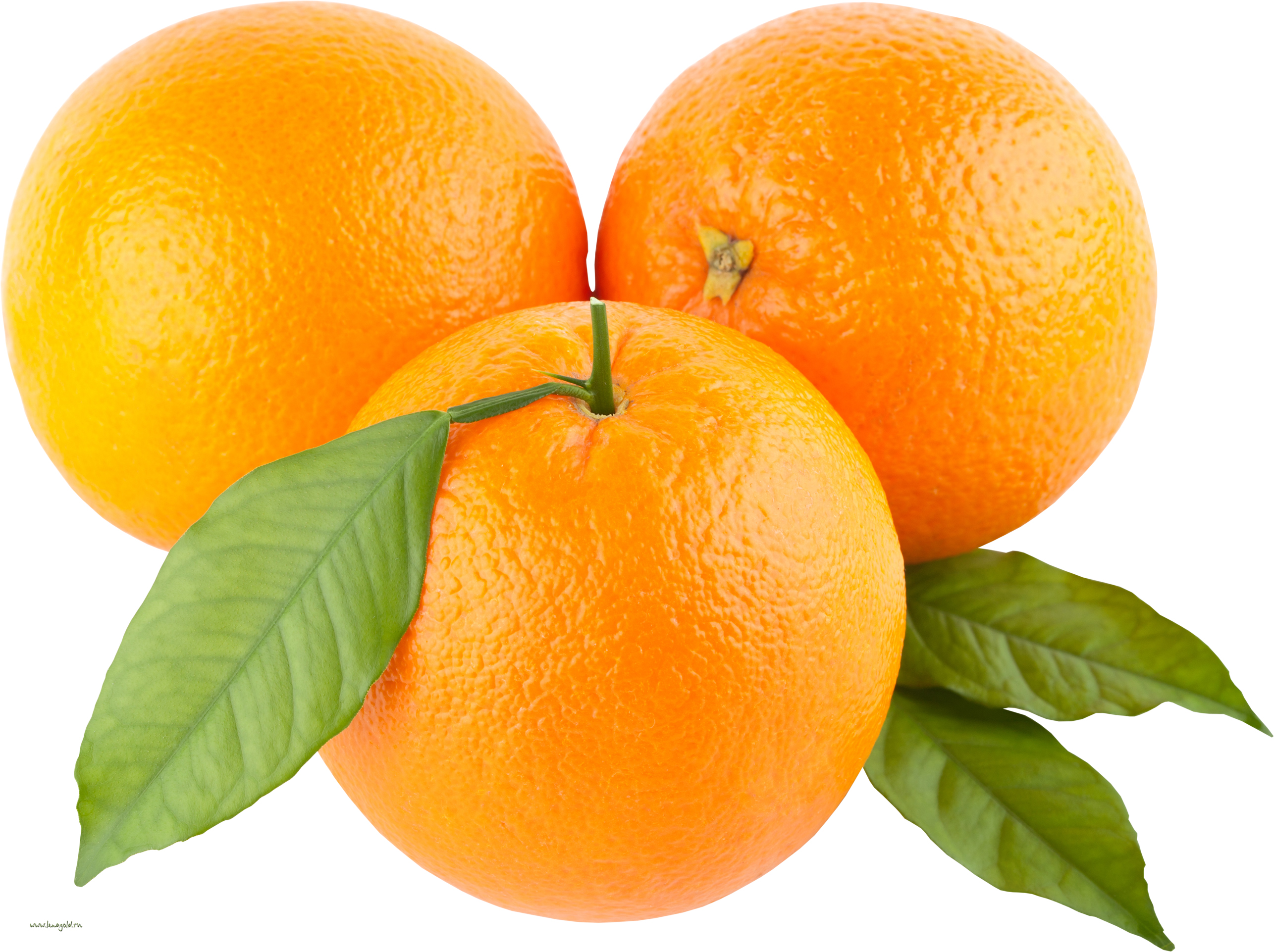 Oranges orange clip art free clipart images 5.