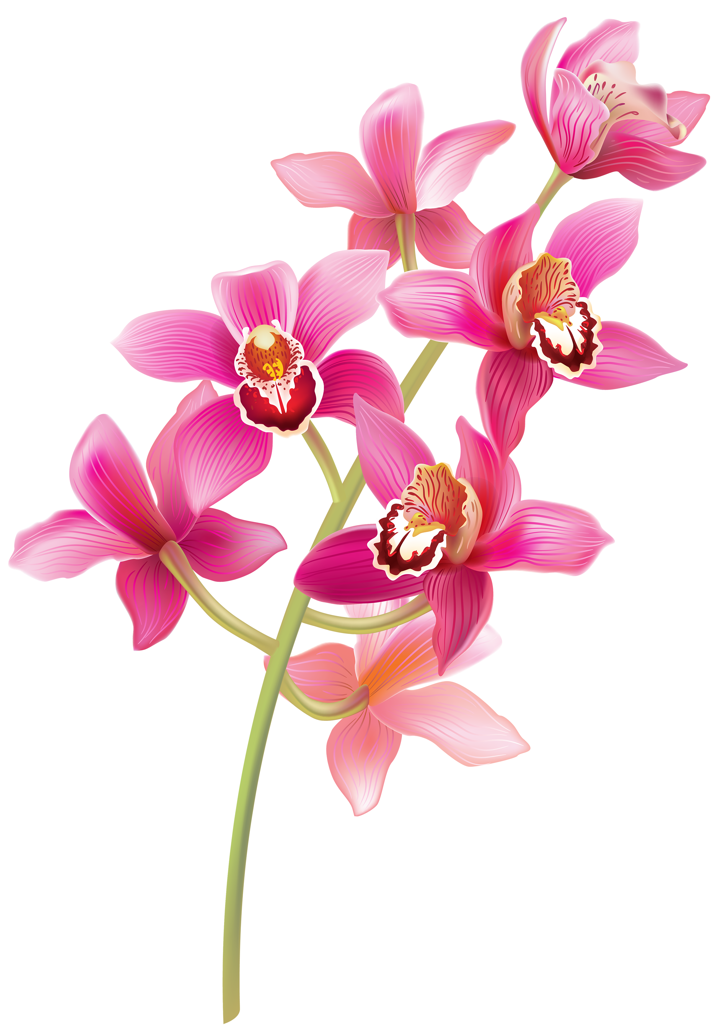 Stem Pink Orchids PNG Clipart.