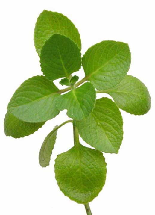 Oregano Clipart.