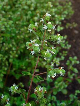 17 Best ideas about Origanum Majorana on Pinterest.