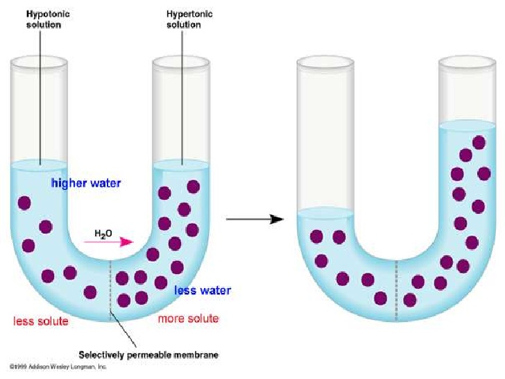 REVISED Cell membrane powerpoint diffusion and osmosis revised.