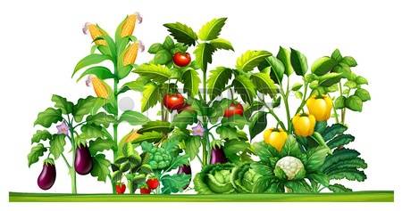 Vegetable Garden Stock Photos & Pictures. Royalty Free Vegetable.